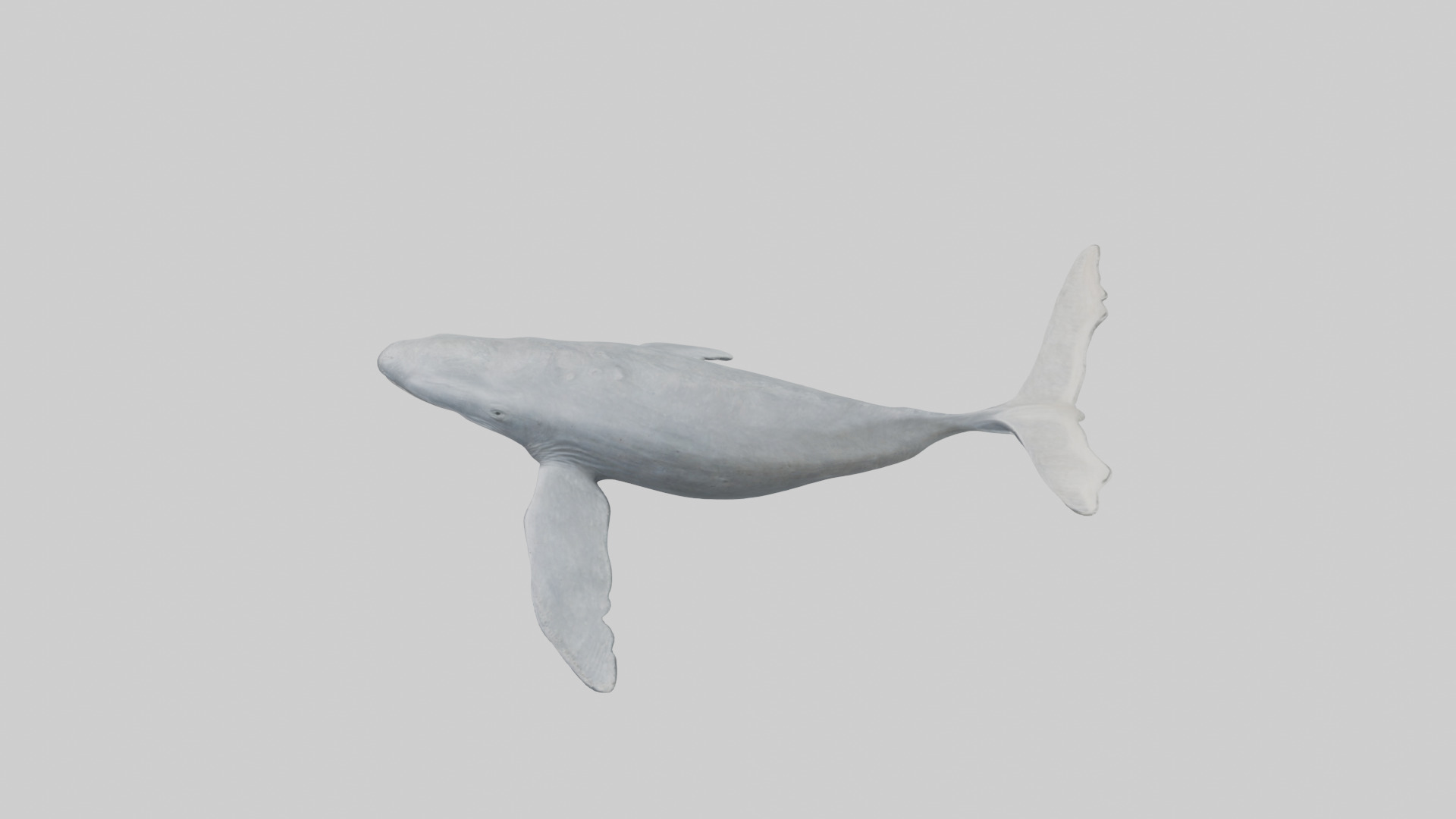Gray Whale migrating model Low-poly 3D model_17