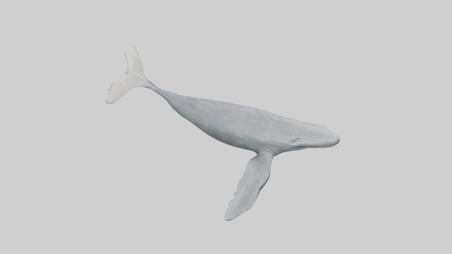 Gray Whale migrating model Low-poly 3D model_18