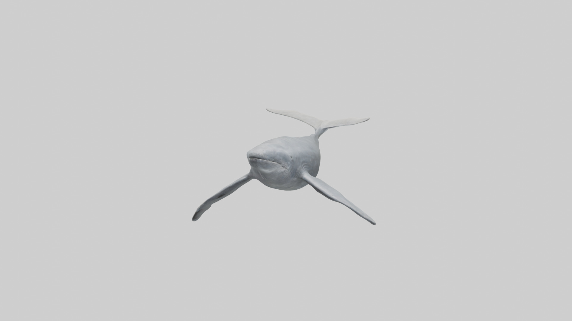 Gray Whale migrating model Low-poly 3D model_9