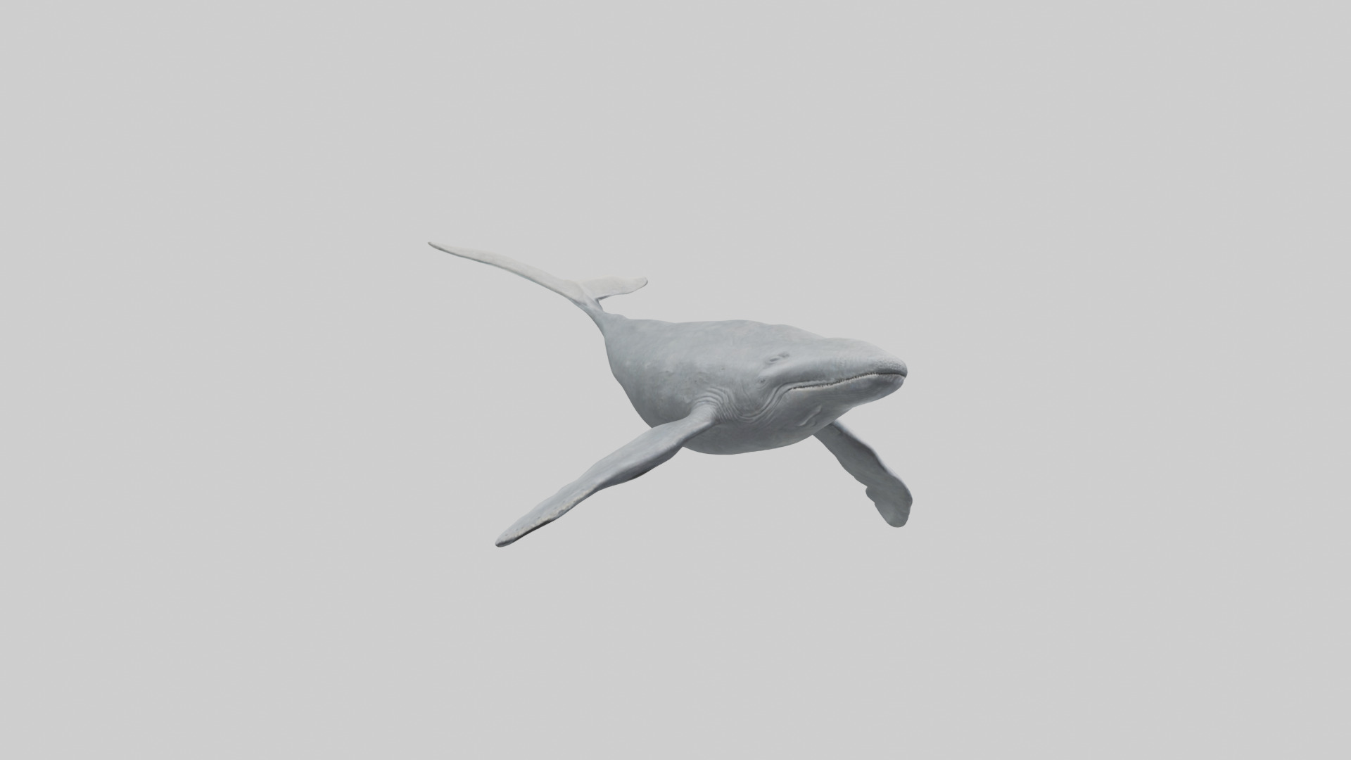 Gray Whale migrating model Low-poly 3D model_11