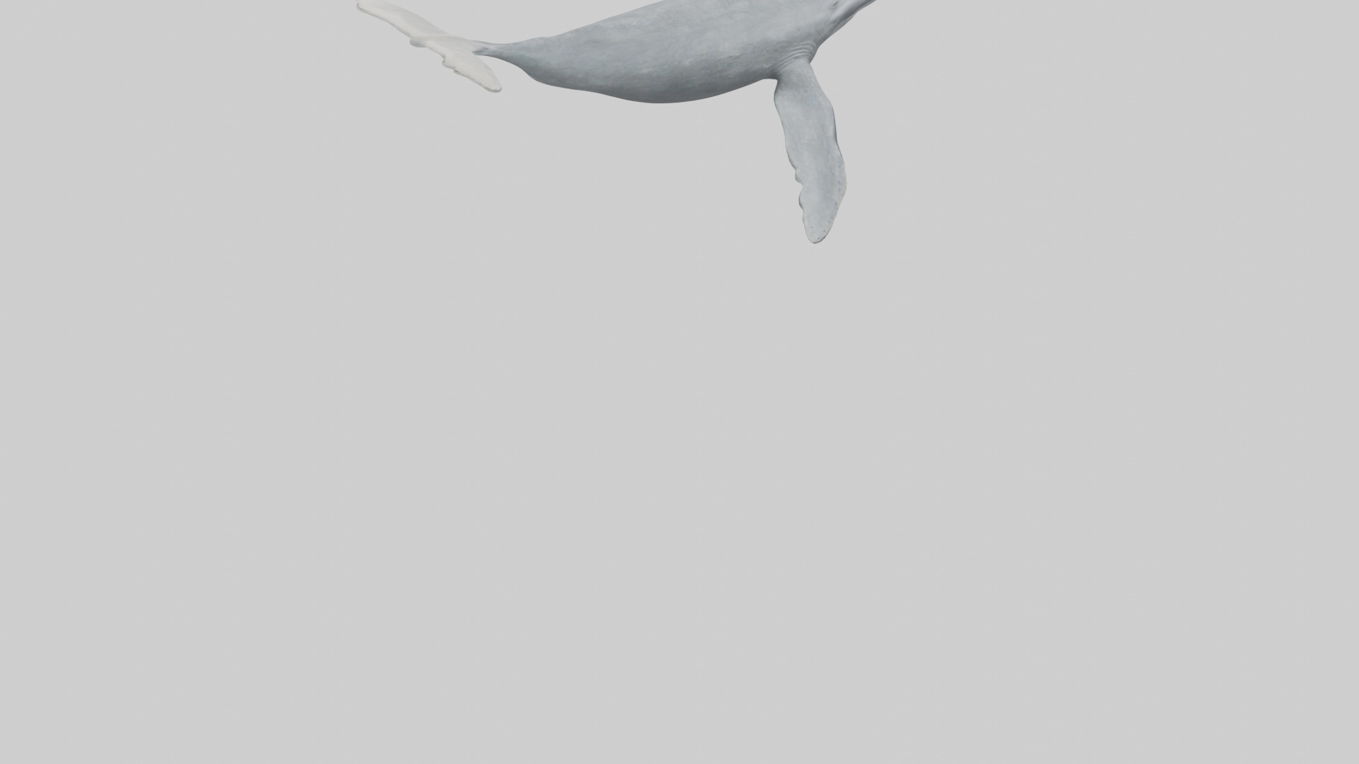Gray Whale migrating model Low-poly 3D model_4