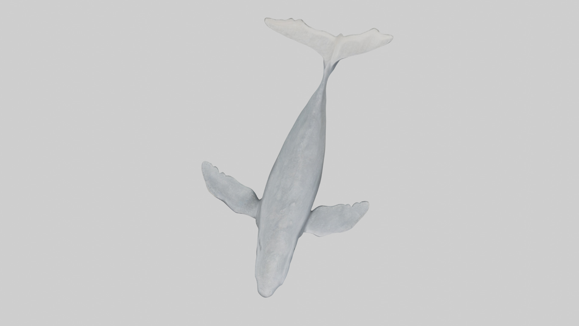 Gray Whale migrating model Low-poly 3D model_14