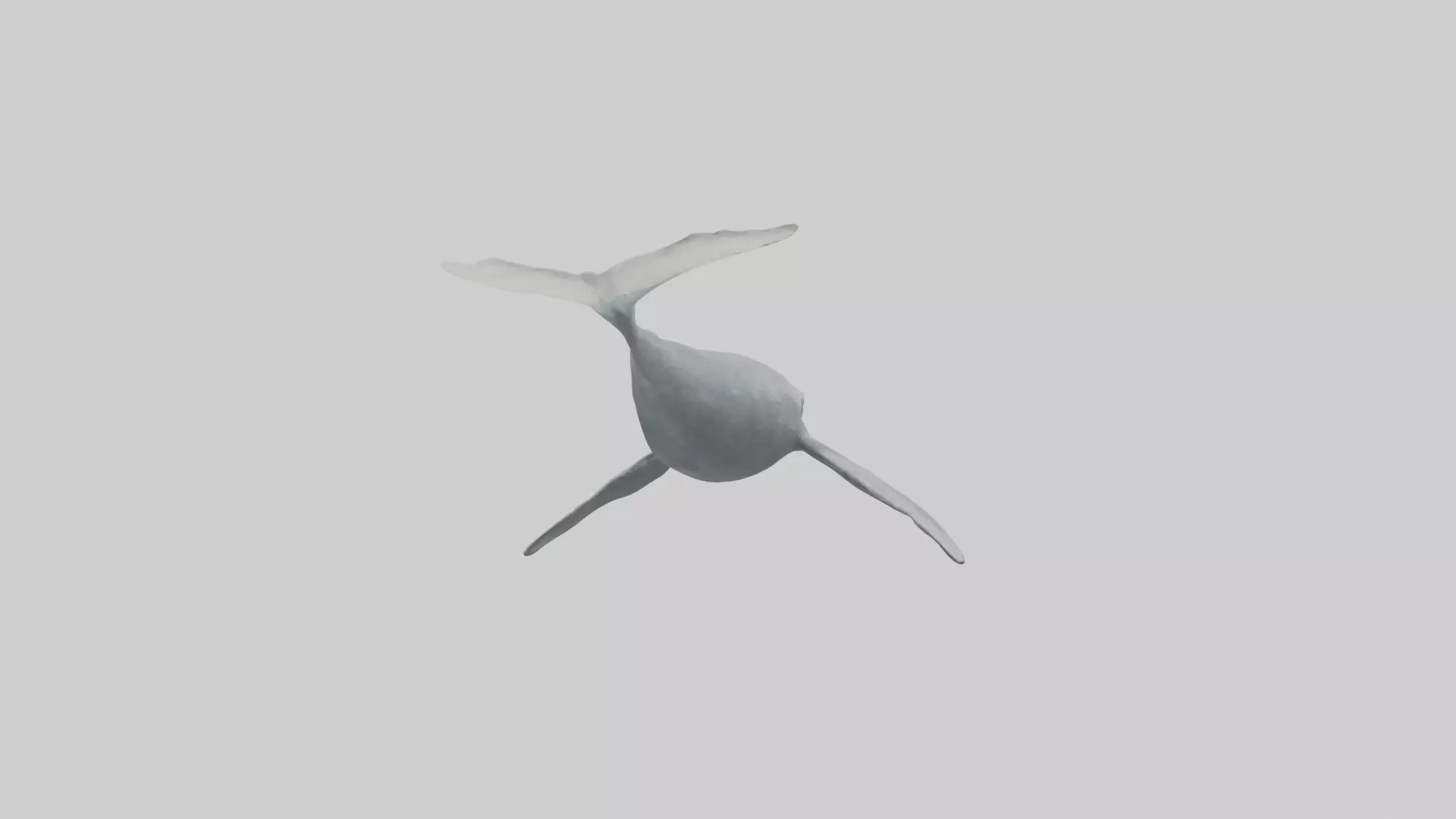 Gray Whale migrating model Low-poly 3D model_0