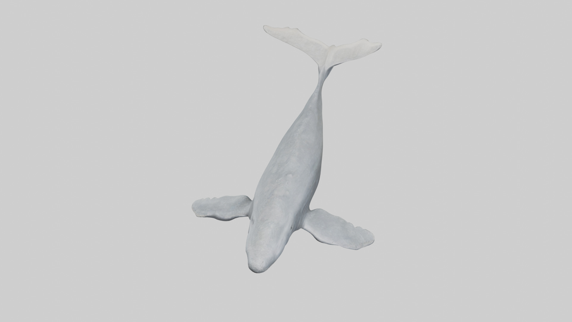 Gray Whale migrating model Low-poly 3D model_16