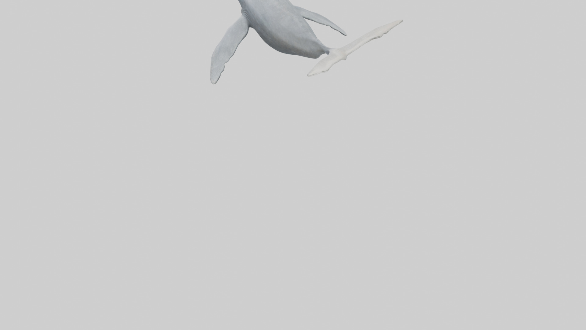 Gray Whale migrating model Low-poly 3D model_3