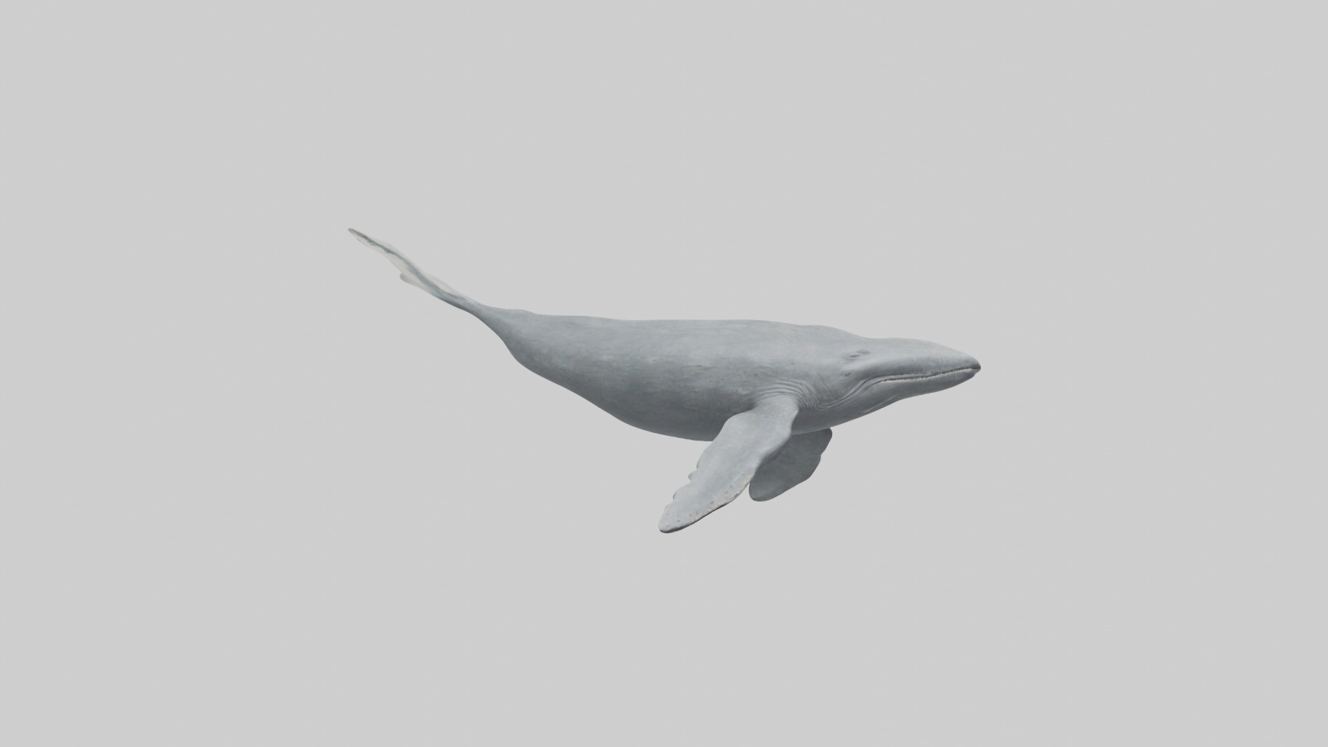 Gray Whale migrating model Low-poly 3D model_13