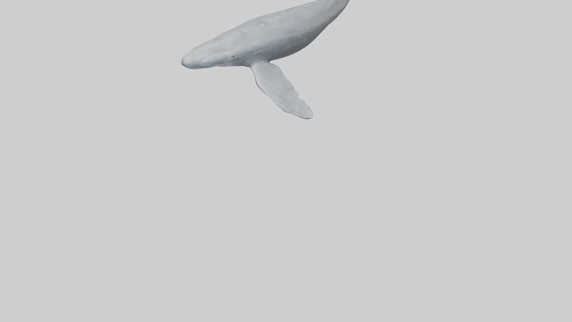 Gray Whale migrating model Low-poly 3D model_5