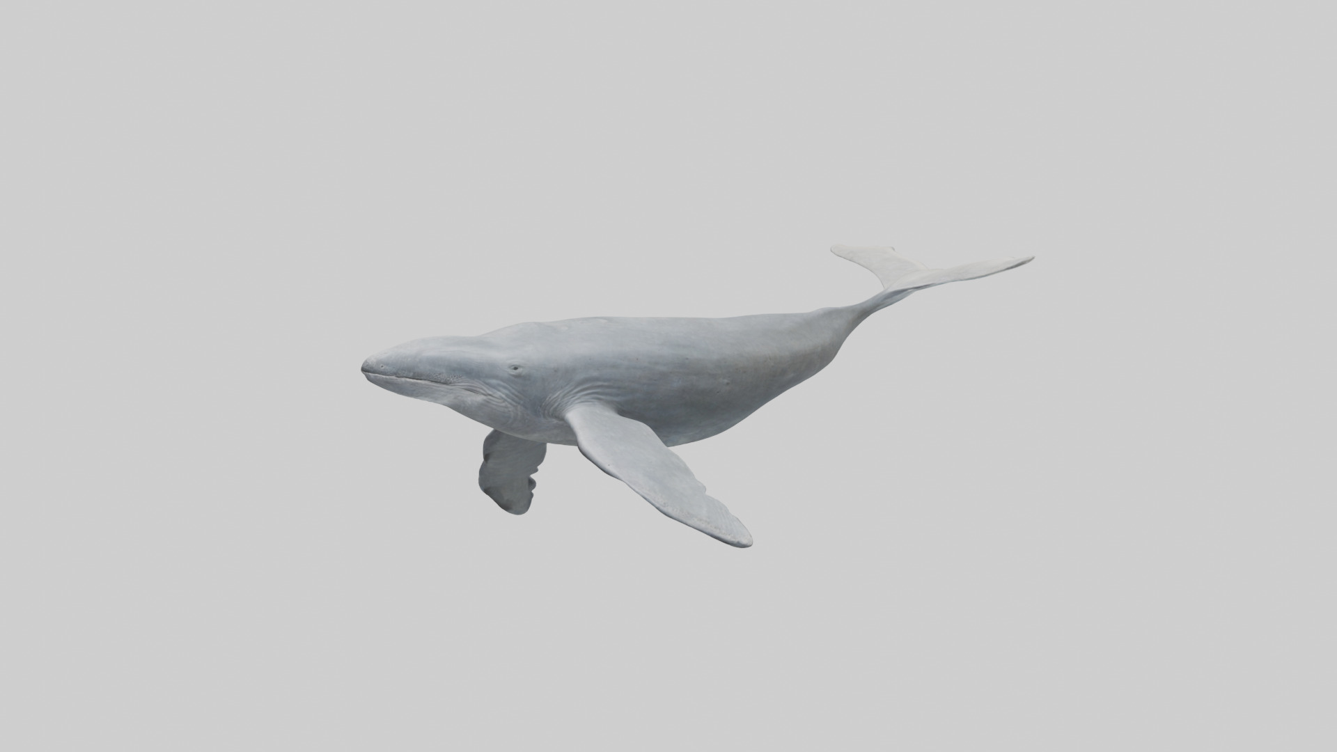 Gray Whale migrating model Low-poly 3D model_10