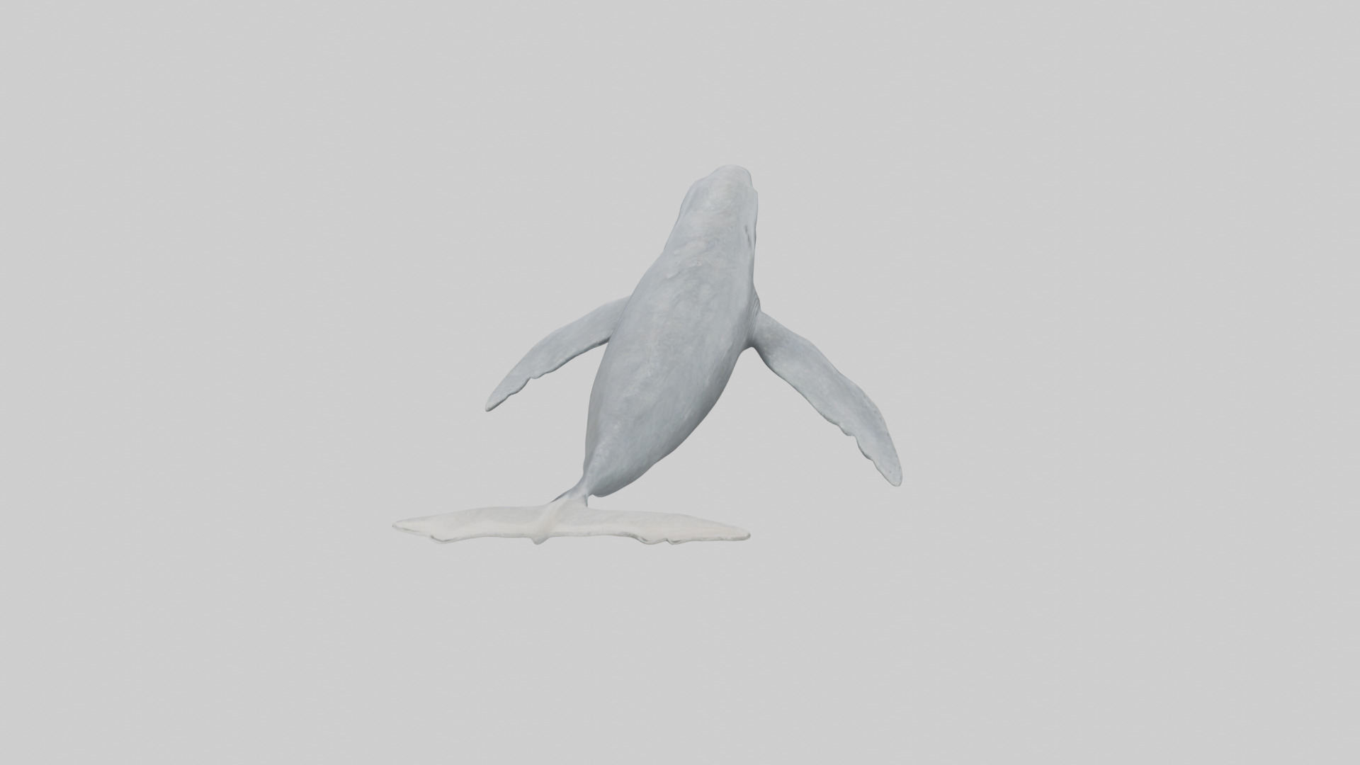 Gray Whale migrating model Low-poly 3D model_15