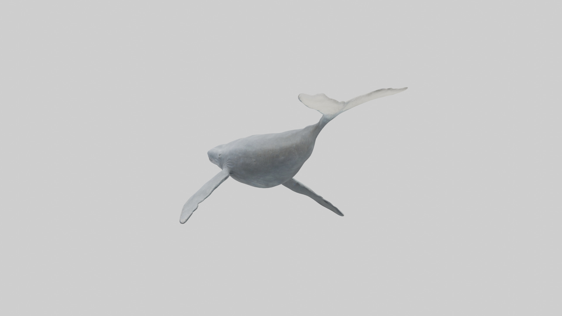 Gray Whale migrating model Low-poly 3D model_1