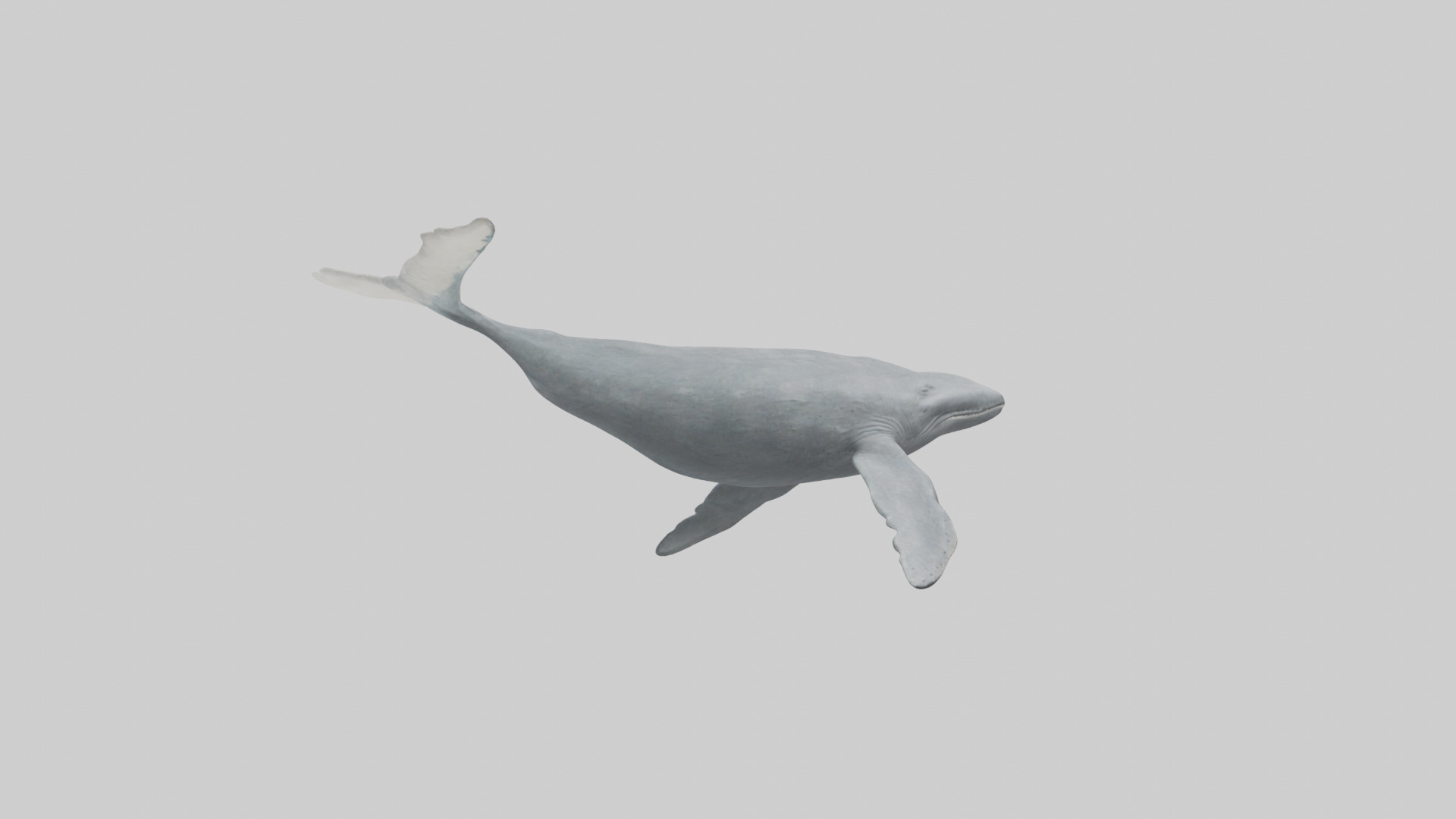 Gray Whale migrating model Low-poly 3D model_2