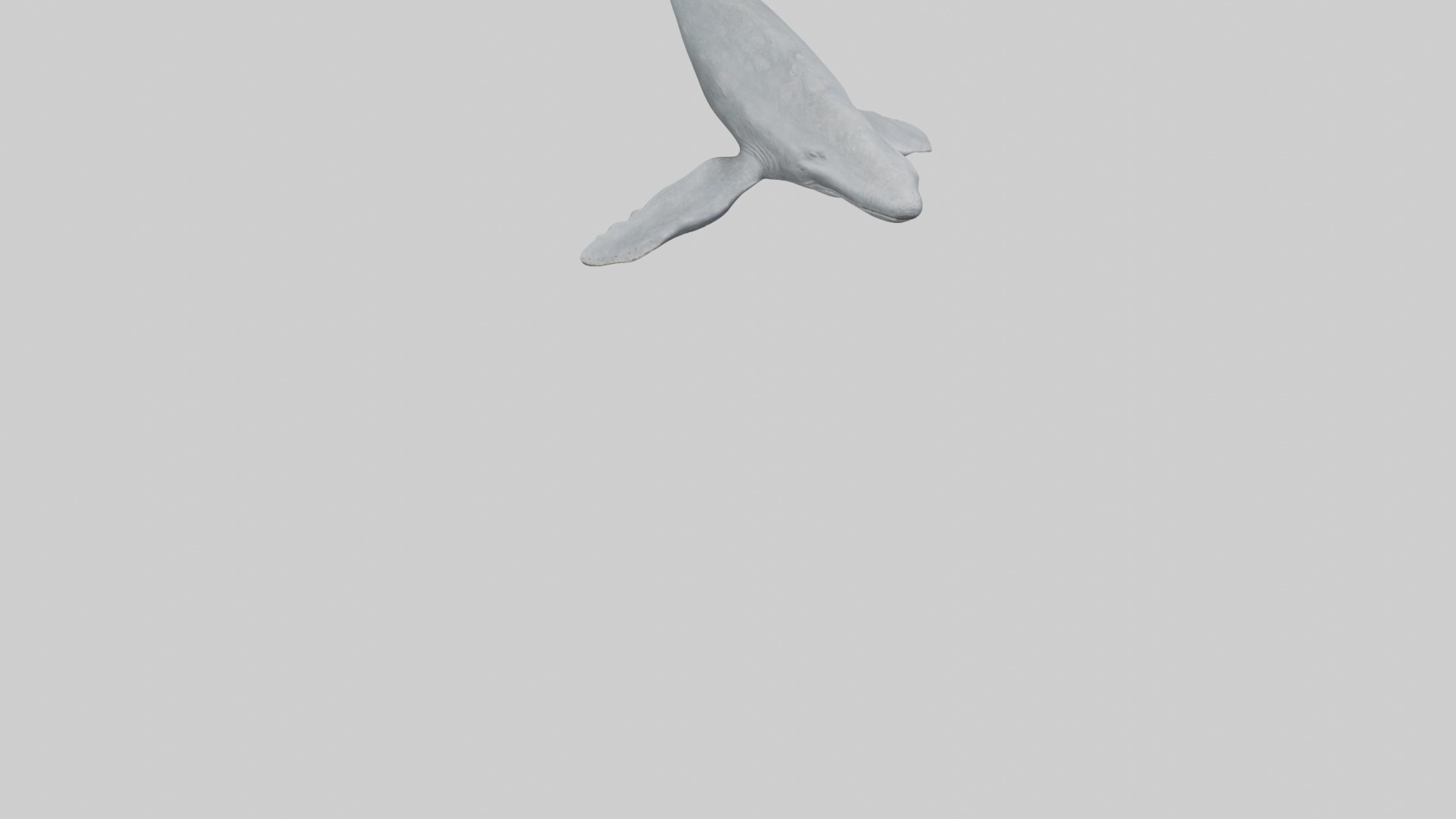 Gray Whale migrating model Low-poly 3D model_6