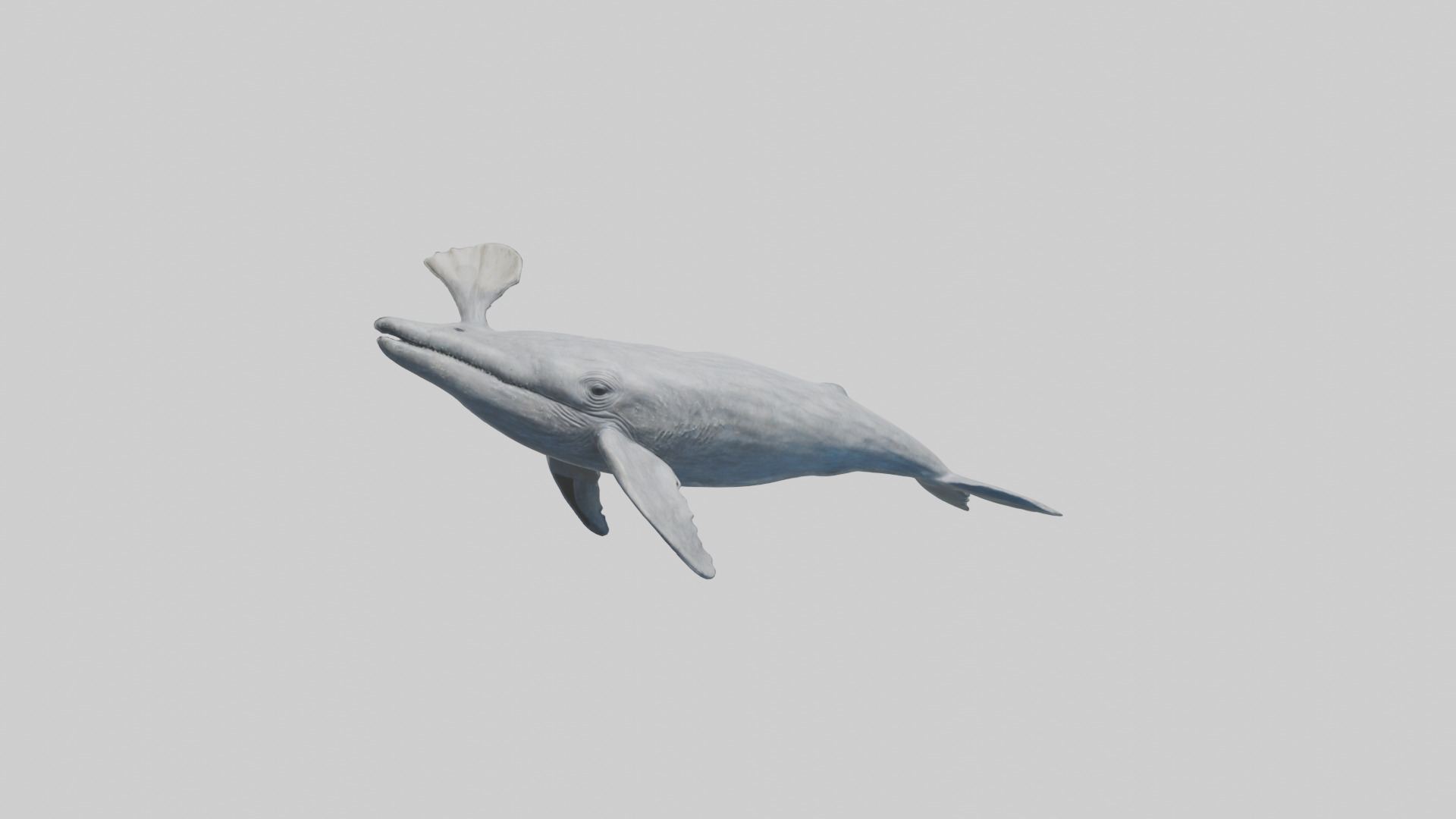 Gray Whale spouting model Low-poly 3D model_9