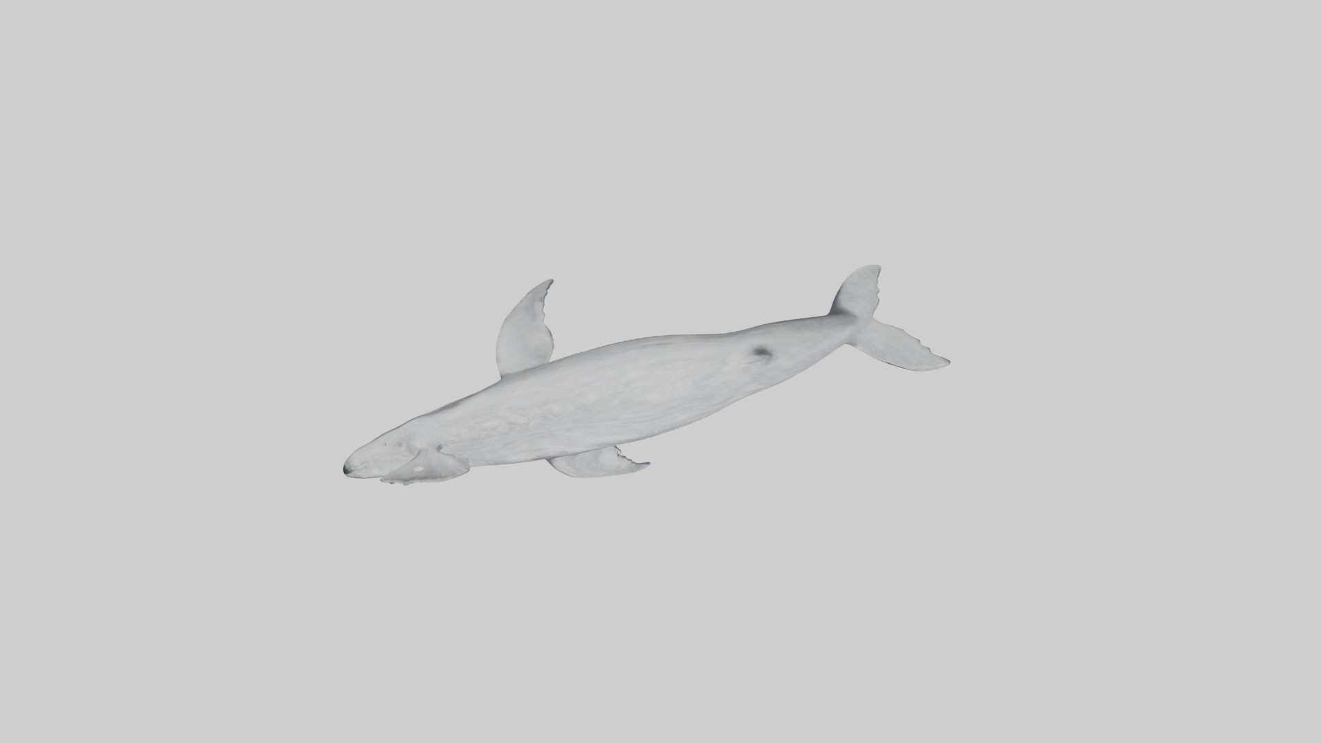 Gray Whale spouting model Low-poly 3D model_14