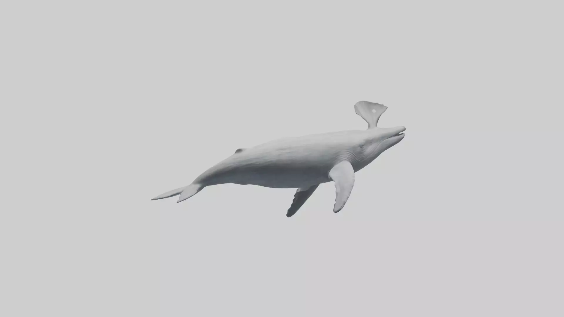 Gray Whale spouting model Low-poly 3D model_0