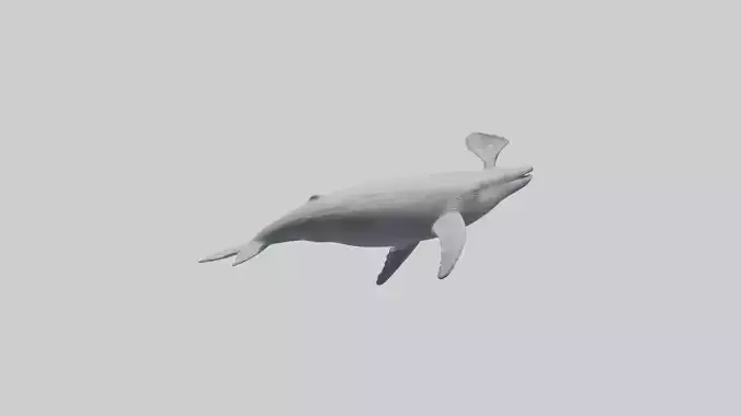Gray Whale spouting model