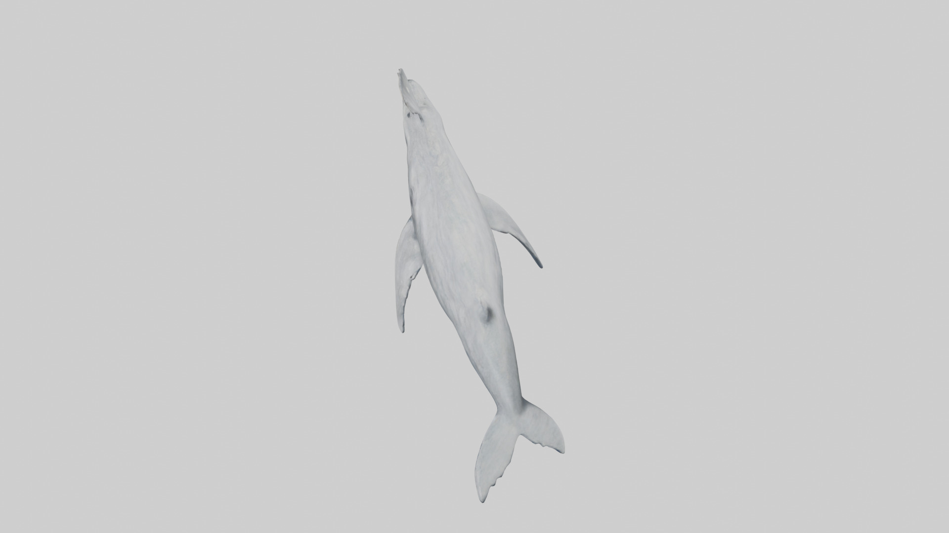 Gray Whale spouting model Low-poly 3D model_17