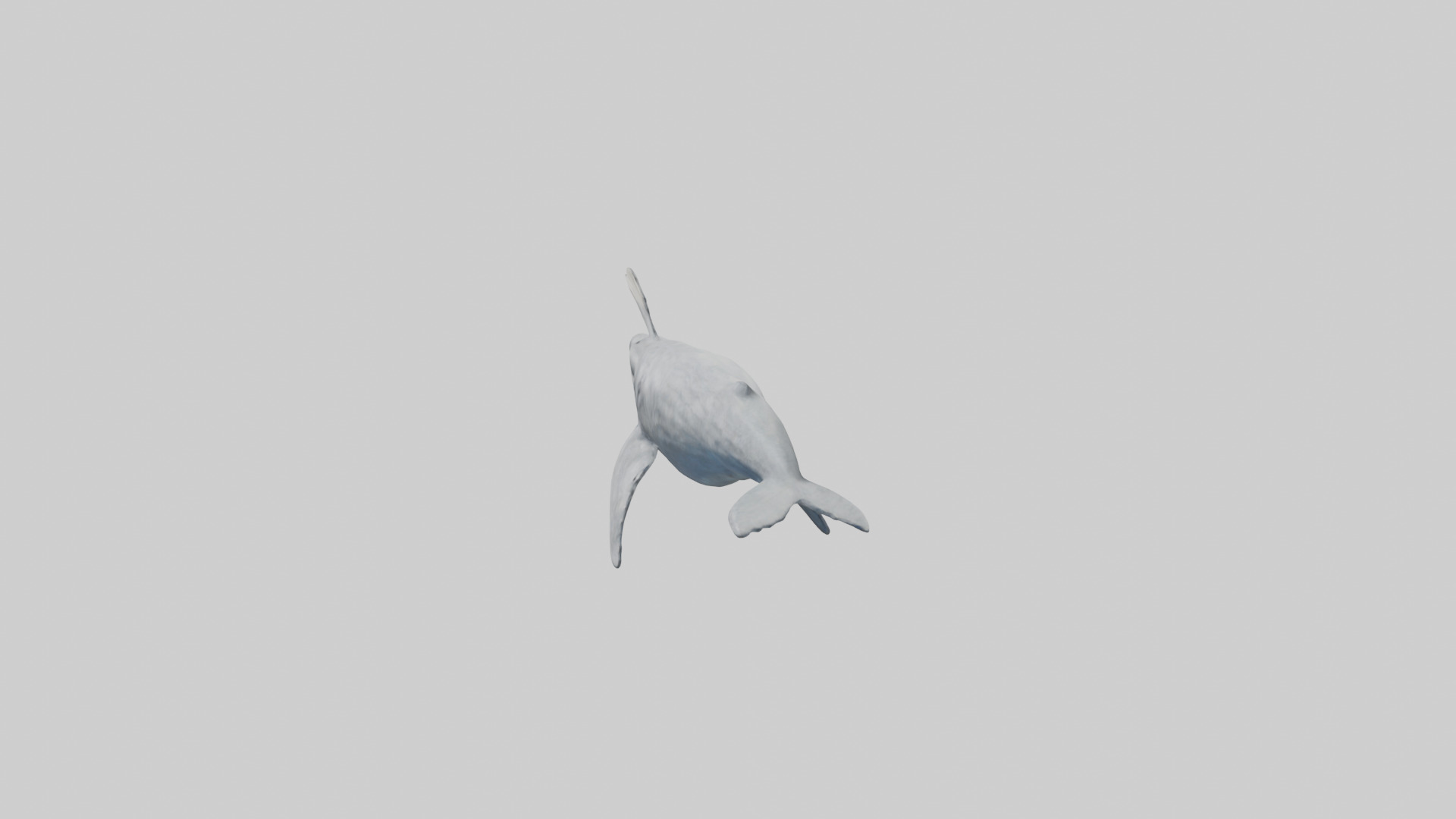 Gray Whale spouting model Low-poly 3D model_12
