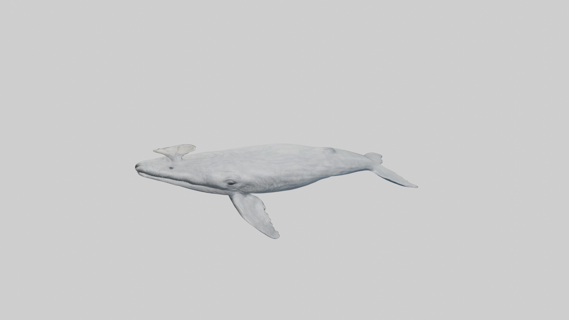 Gray Whale spouting model Low-poly 3D model_16
