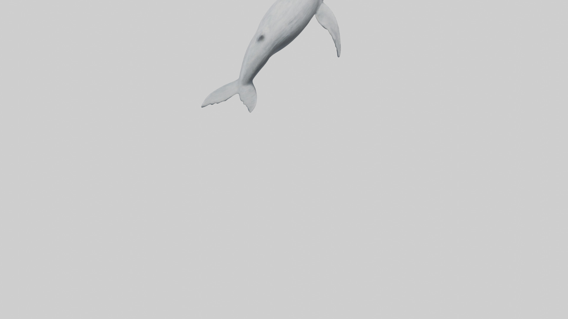 Gray Whale spouting model Low-poly 3D model_3