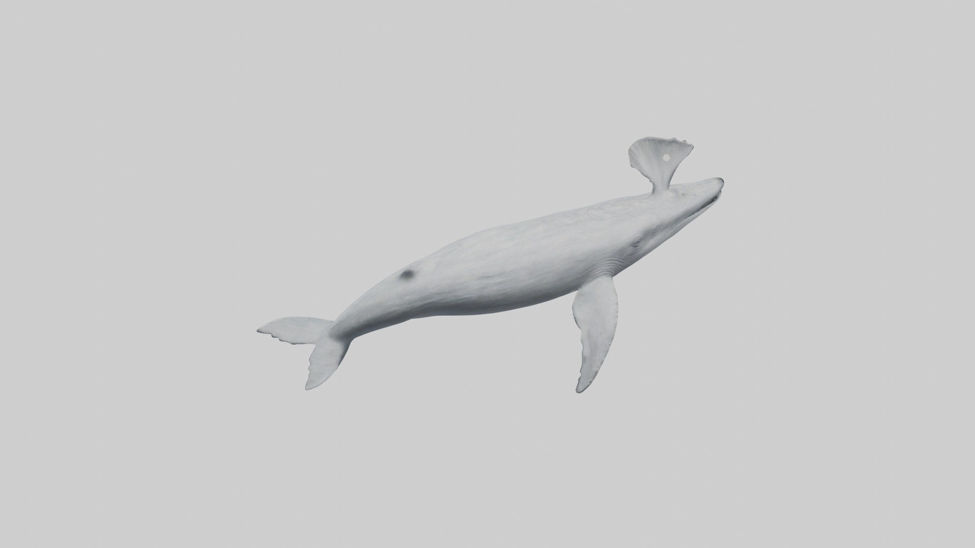 Gray Whale spouting model Low-poly 3D model_15