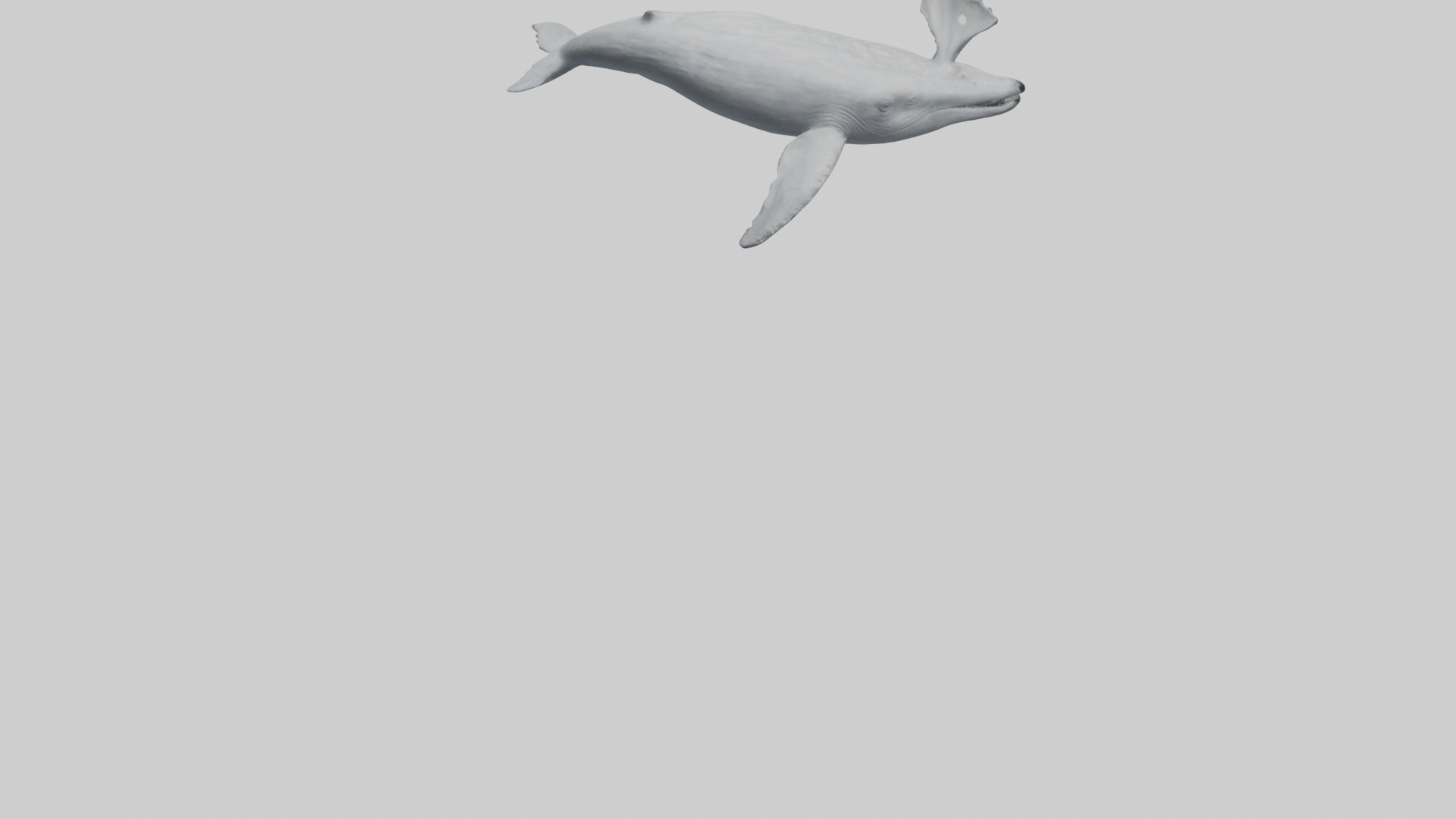 Gray Whale spouting model Low-poly 3D model_4