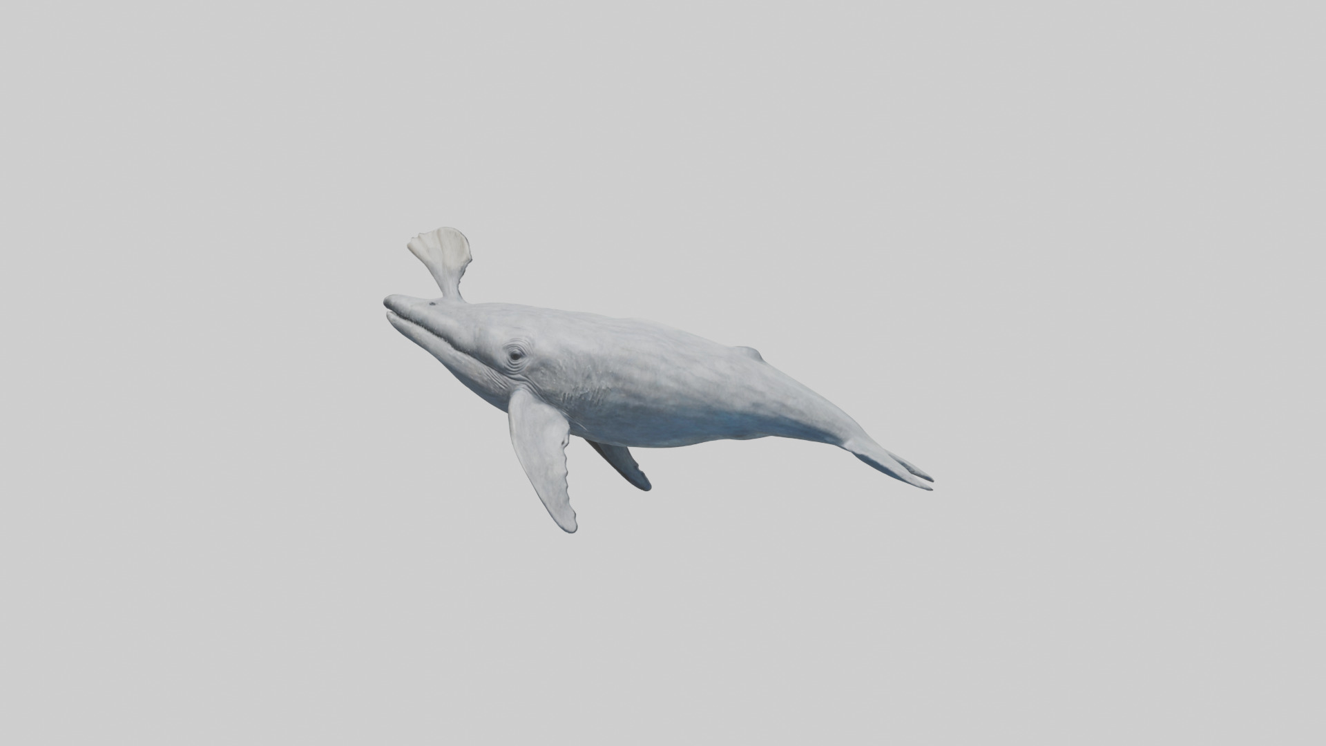 Gray Whale spouting model Low-poly 3D model_10