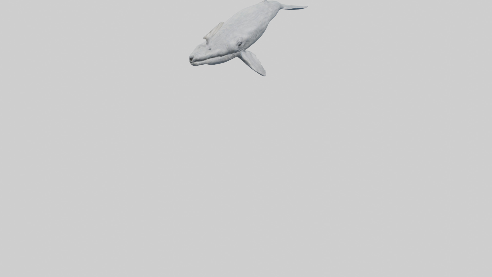 Gray Whale spouting model Low-poly 3D model_6