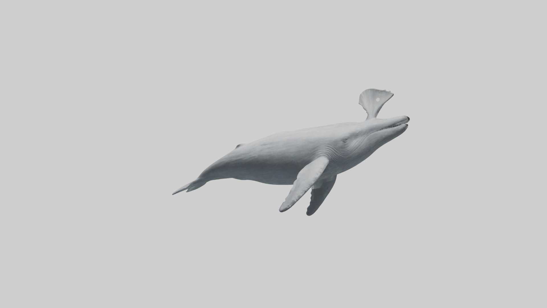 Gray Whale spouting model Low-poly 3D model_2