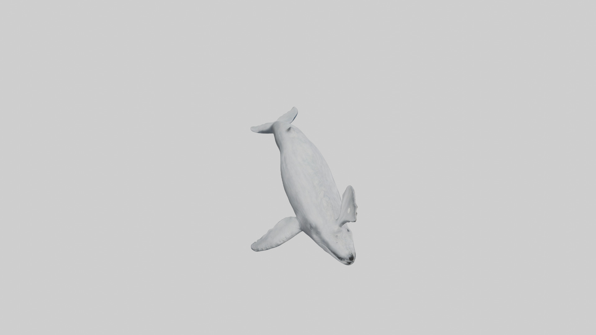 Gray Whale spouting model Low-poly 3D model_18