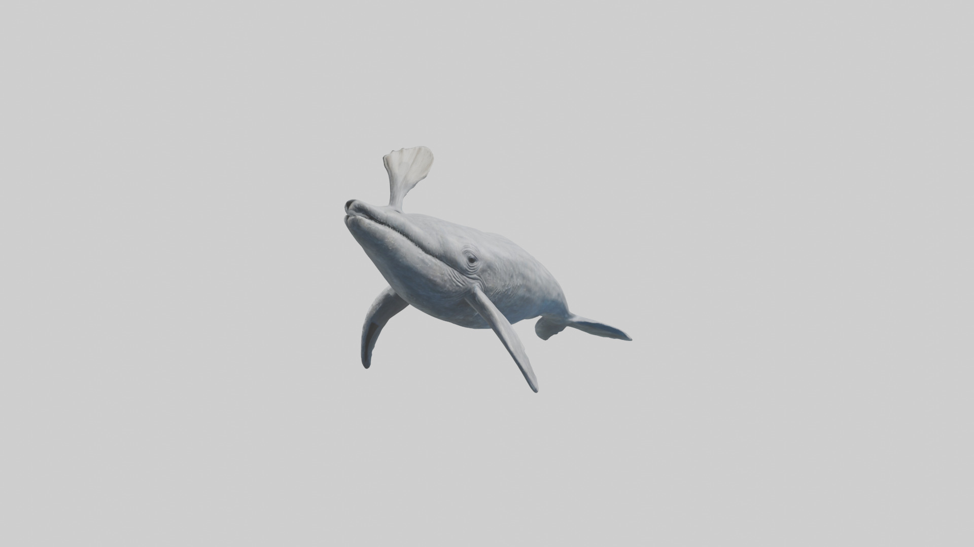 Gray Whale spouting model Low-poly 3D model_11