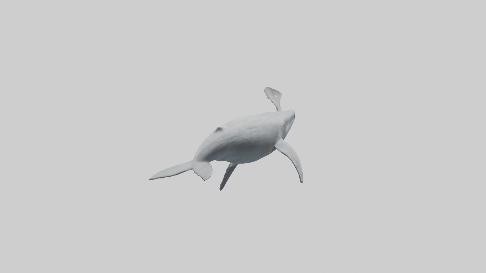 Gray Whale spouting model Low-poly 3D model_1