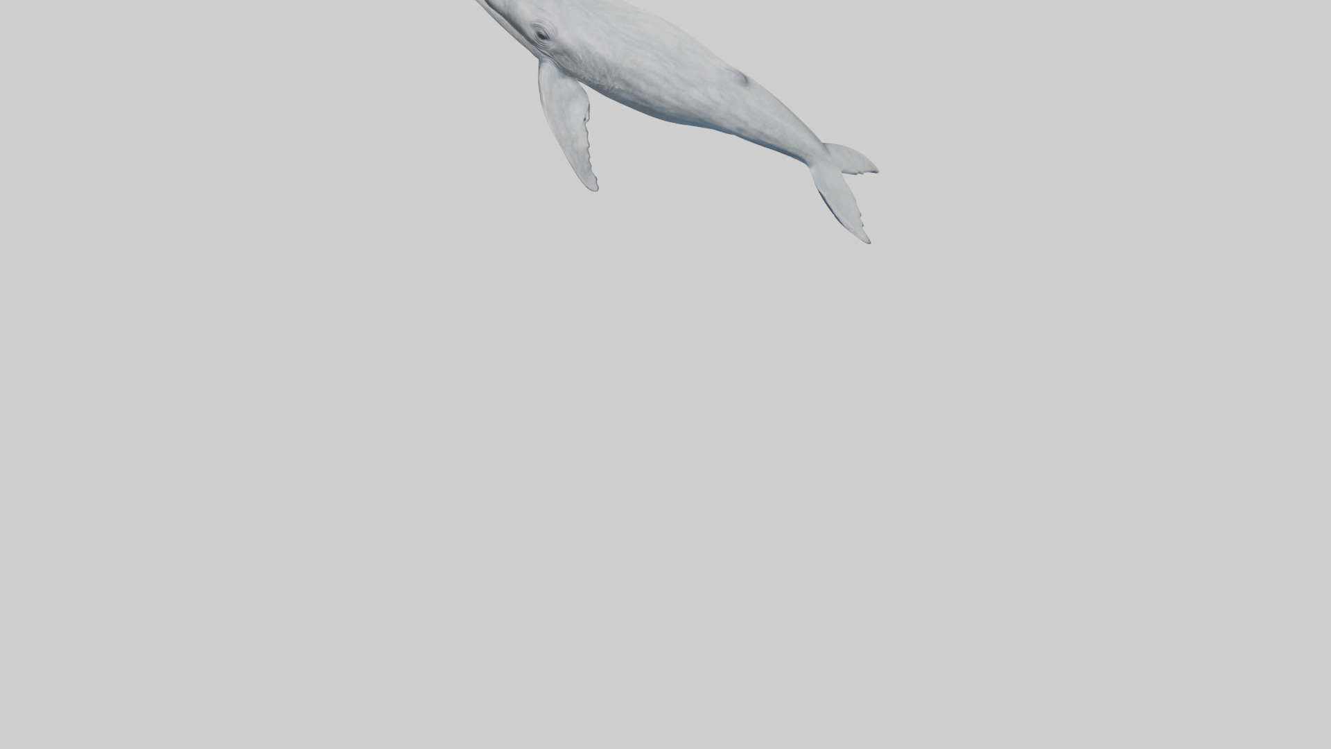 Gray Whale spouting model Low-poly 3D model_5