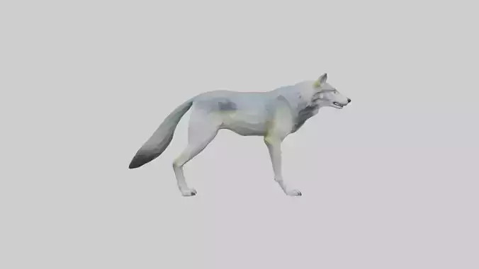 Gray Wolf standing alert model