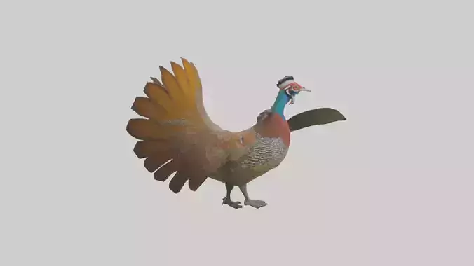 Great Argus Pheasant displaying model Low-poly 3D model