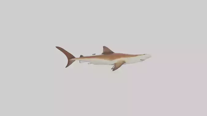 Great Hammerhead Shark gliding model