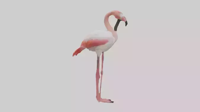 Greater Flamingo preening model