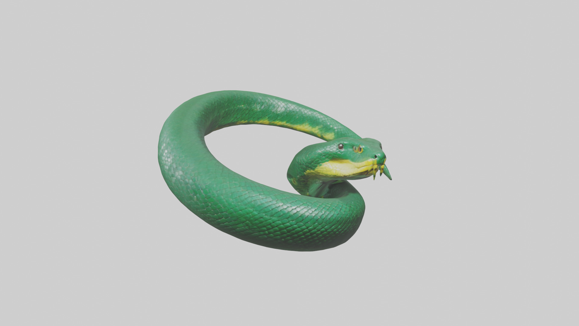Green Anaconda coiled model Low-poly 3D model_11