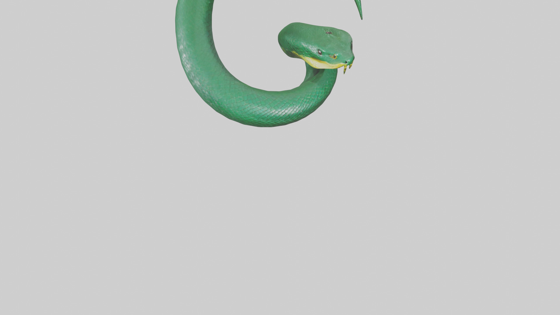 Green Anaconda coiled model Low-poly 3D model_6