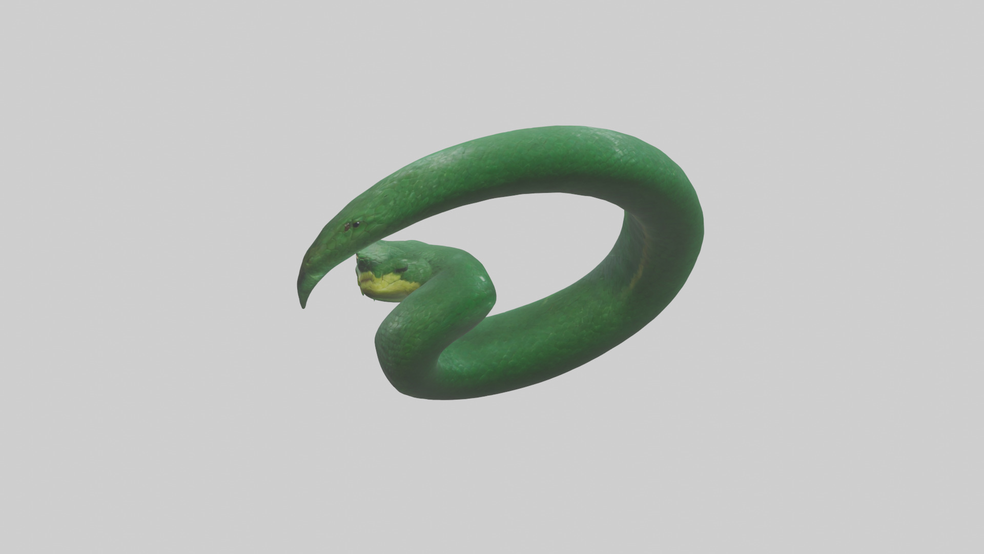 Green Anaconda coiled model Low-poly 3D model_1