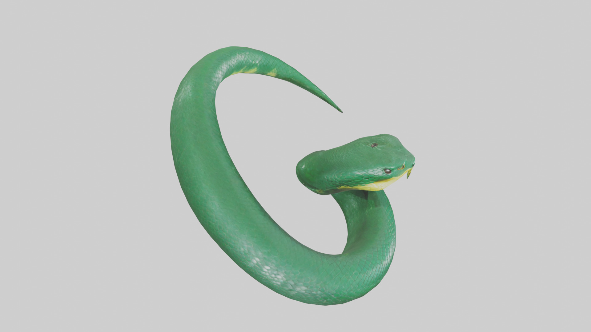 Green Anaconda coiled model Low-poly 3D model_18
