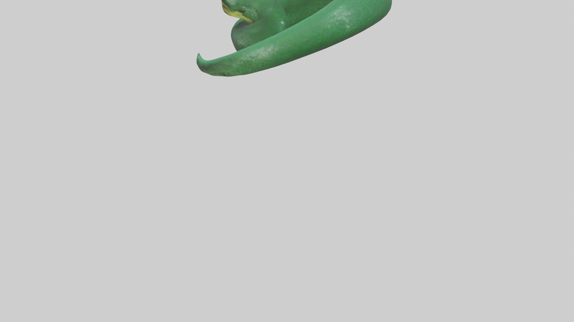Green Anaconda coiled model Low-poly 3D model_3