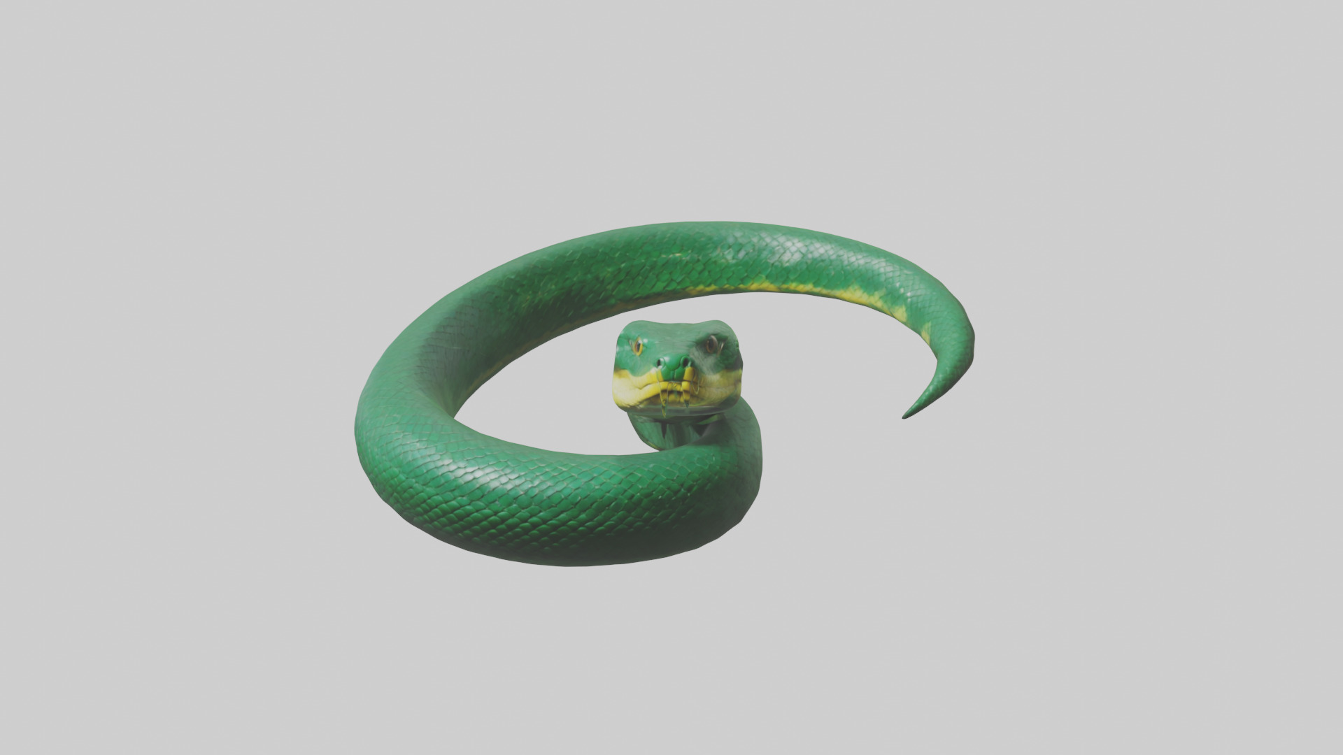 Green Anaconda coiled model Low-poly 3D model_9