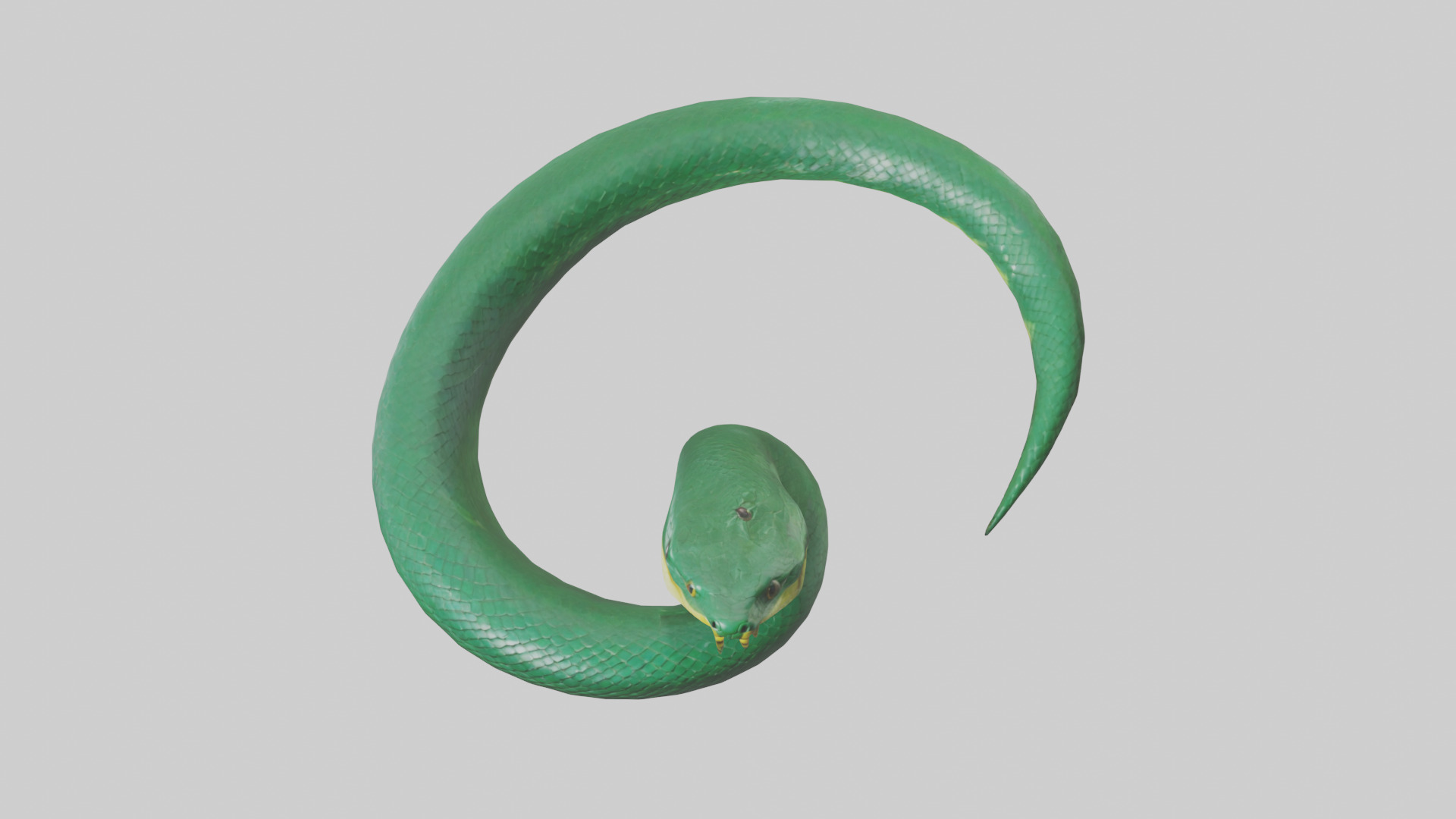 Green Anaconda coiled model Low-poly 3D model_16