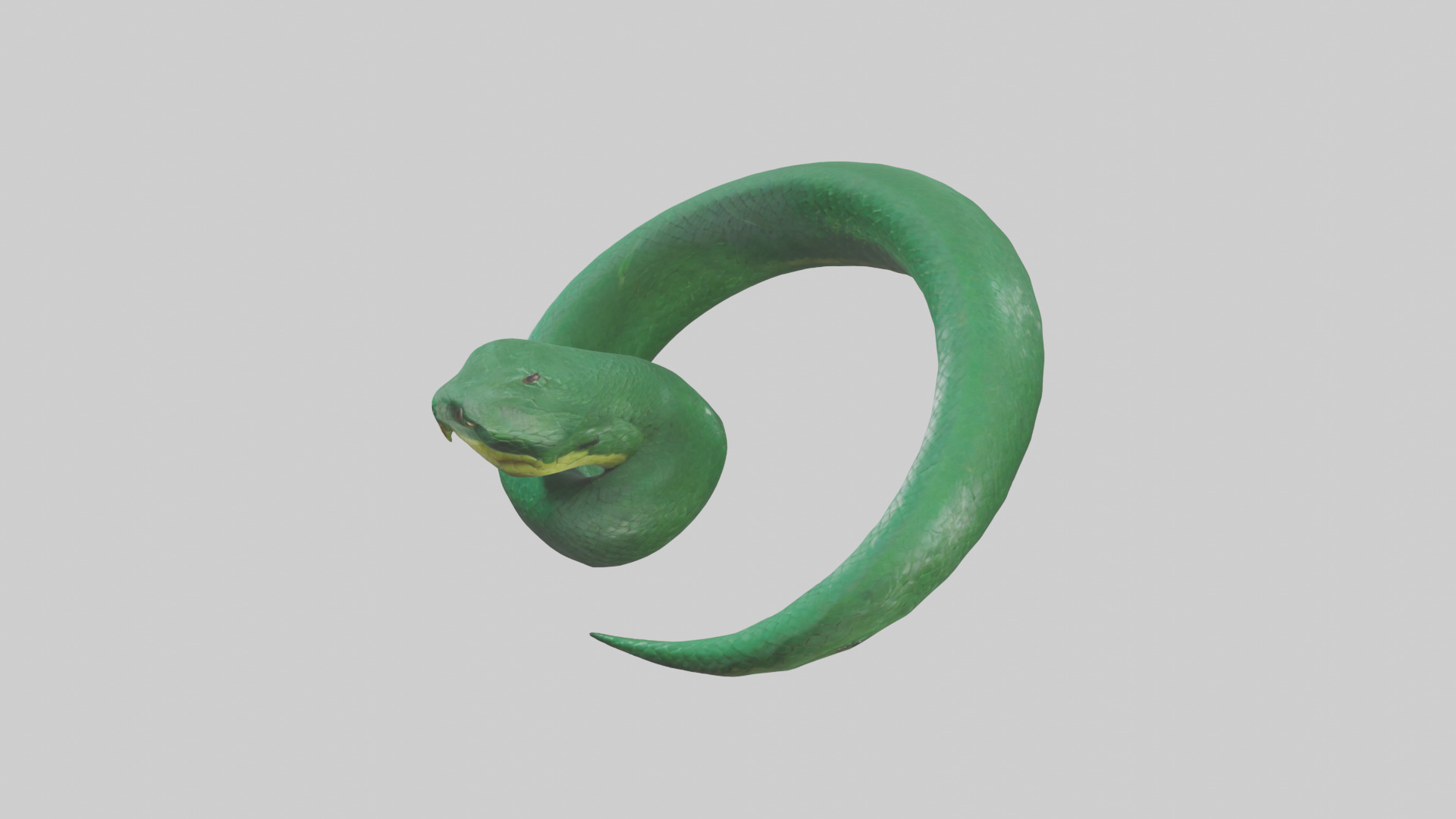 Green Anaconda coiled model Low-poly 3D model_17
