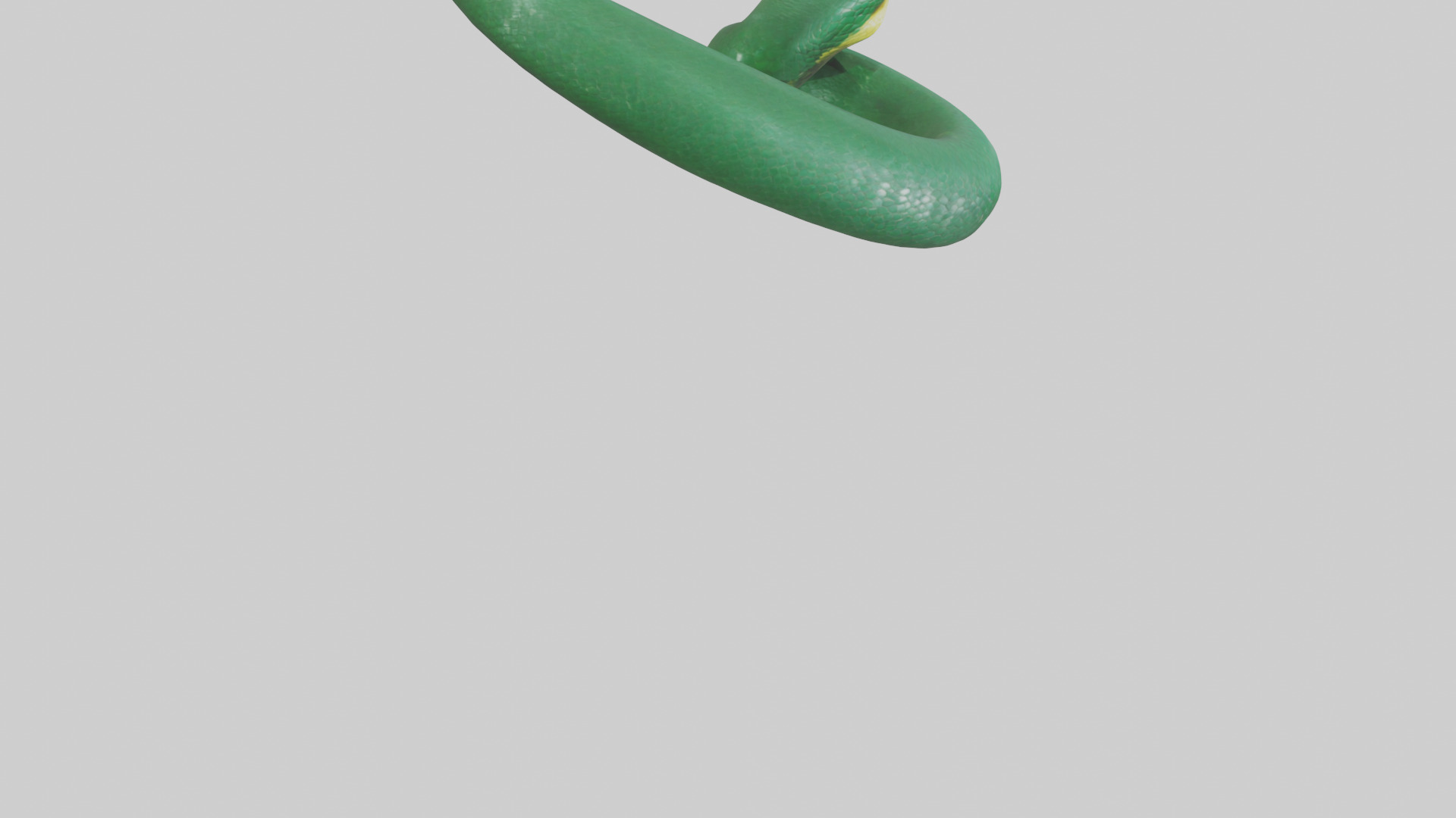 Green Anaconda coiled model Low-poly 3D model_4