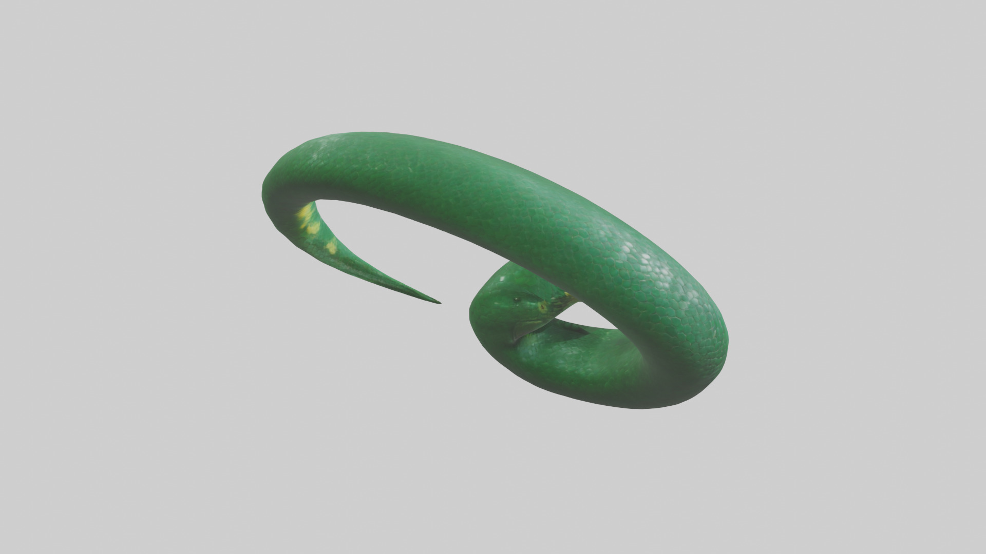 Green Anaconda coiled model Low-poly 3D model_2