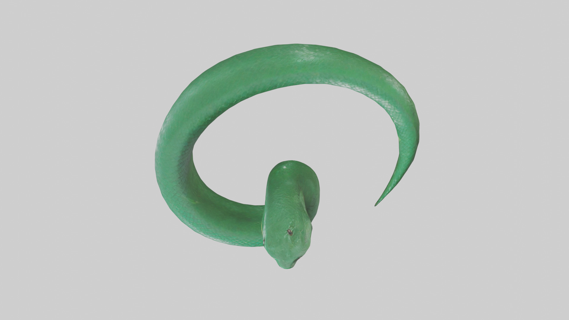 Green Anaconda coiled model Low-poly 3D model_14