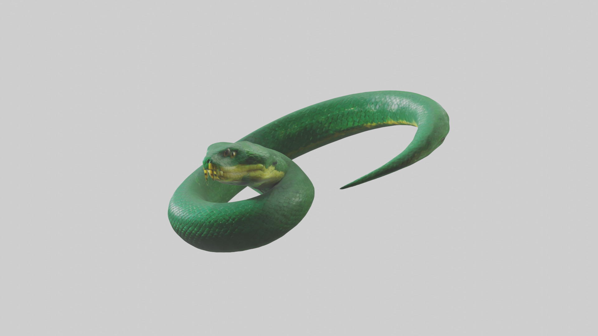 Green Anaconda coiled model Low-poly 3D model_8