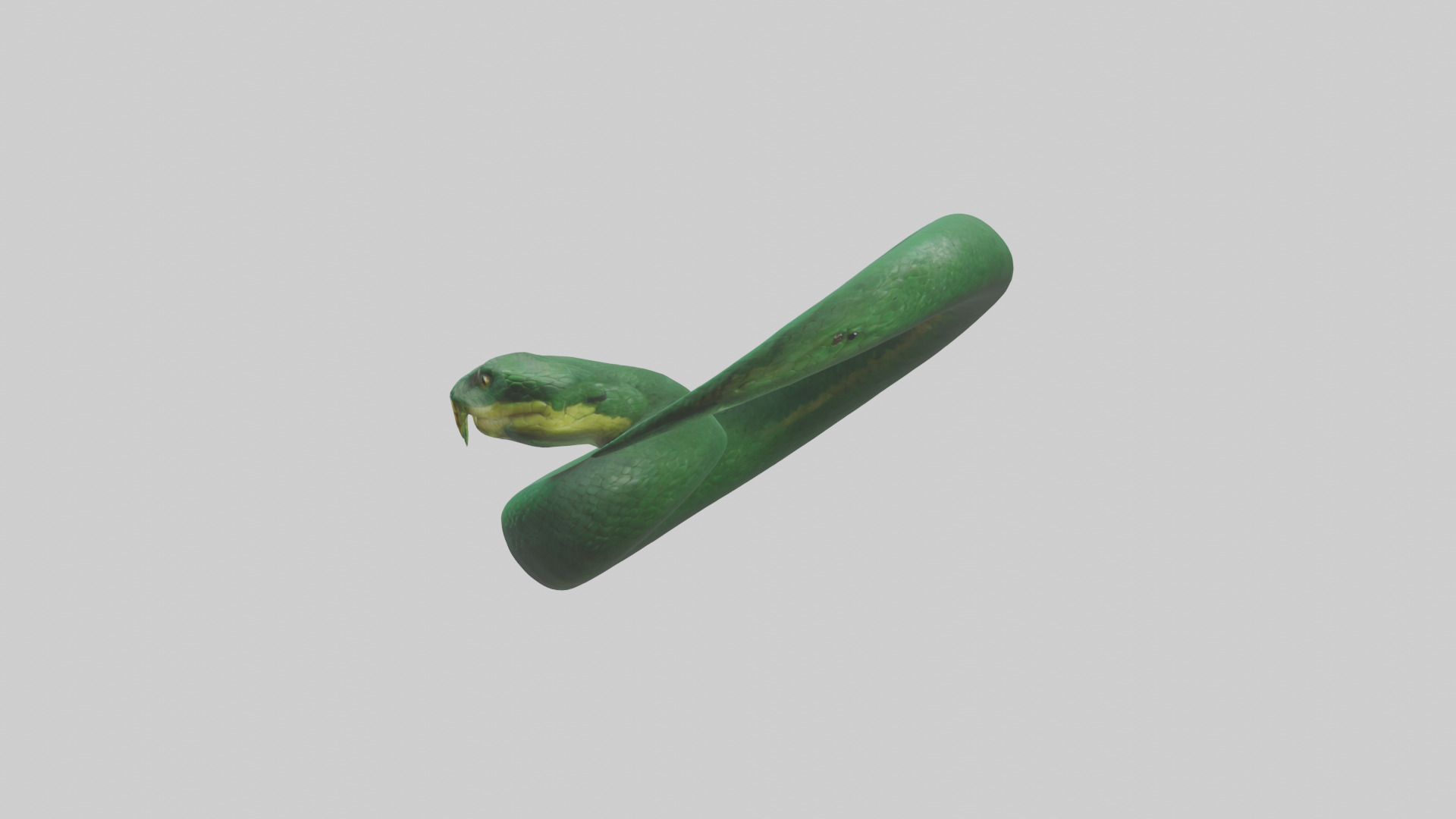 Green Anaconda coiled model Low-poly 3D model_12
